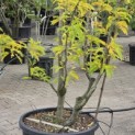 Gleditsia triacanthos ‘Sunburst' - 1
