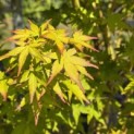 Acer palmatum 'Bi-hoo' - 4