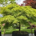 Acer palmatum 'Dissectum' - Foto 2