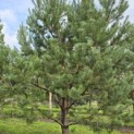 Pinus sylvestris - Foto 7