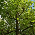 Platanus x hispanica - Afbeelding 896