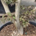 Acer palmatum 'Matsukaze' - 1