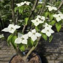 Cornus kousa 'Schmetterling' - 4