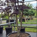 Acer palmatum 'Bloodgood' - Foto 1