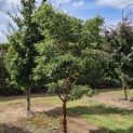 Acer griseum - Foto 1