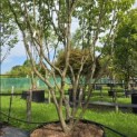 Cornus kousa 'Milky Way' - Foto 3