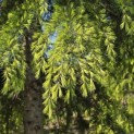 Cedrus deodara 'Aurea' - 4