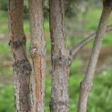 Pinus sylvestris - Foto 3