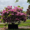 Rhododendron ponticum 'Roseum' - Foto 1