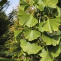 Ginkgo biloba - 2