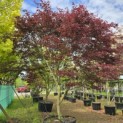 Acer palmatum 'Trompenburg' - Foto 3