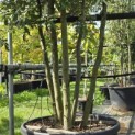 Quercus ilex - 5