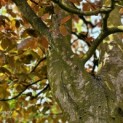 Fagus sylvatica 'Atropunicea' - 4