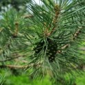Pinus sylvestris - Afbeelding 1