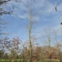Fagus sylvatica - 6