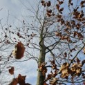 Fagus sylvatica - 5