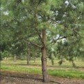 Pinus sylvestris - 8