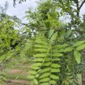 Gleditsia triacanthos ‘Draves' - 6