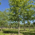 Quercus Palustris - 1