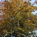Fagus sylvatica 'Atropunicea' -  mei 2024