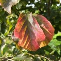 Parrotia persica - 1