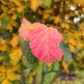 Parrotia persica - 3