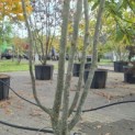 Parrotia persica - 1