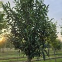 Prunus laur. Caucasica - 6