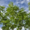 Albizia julibrissin - 2