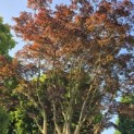 acer palmatum 'Atropurpureum' - Foto 2