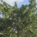 Taxus baccata dovastoniana 'Aurea Pendula' - Foto 4