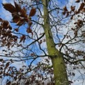Fagus sylvatica - Foto 3