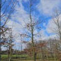 Fagus sylvatica - Foto 2