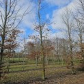 Fagus sylvatica - Foto 1