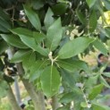 Quercus ilex - 4