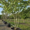Cornus controversa - Foto 1