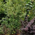 Amelanchier alnifolia 'Obelisk' - 1759