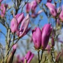 Magnolia 'Susan' - 1