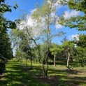 Salix x sepulcralis 'Chrysocoma' - 4