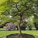 Acer palmatum 'Dissectum' - Foto 3