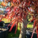 Acer palmatum 'Garnet' - 1