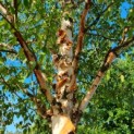 Betula albosinensis 'Fascination' - vertakking