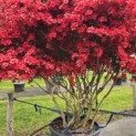 Rododendron Azalea 'Stewartstonian' - 5