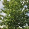 Castanea sativa - 4