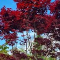 Acer palmatum 'Bloodgood' - Afbeelding 3
