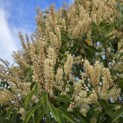 Prunus Lusitanica angustifolia - 4