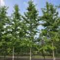 Ginkgo biloba - middelste boom in mei 2026