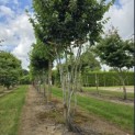 Parrotia persica 'Vanessa' - Foto 2