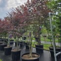 Acer palmatum 'Bloodgood' - Foto 1