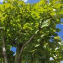 Acer rubrum 'Brandywine' - Foto 5